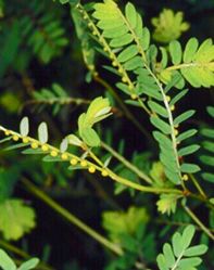 Andean Chancapiedra: Against Kidney Stones and Properties